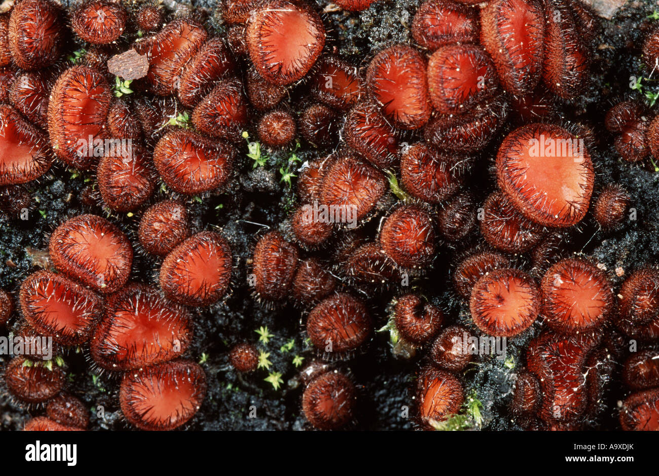 Eyelash Cup, Common eyelash (Scutellinia scutellata), fruiting bodies Stock Photo