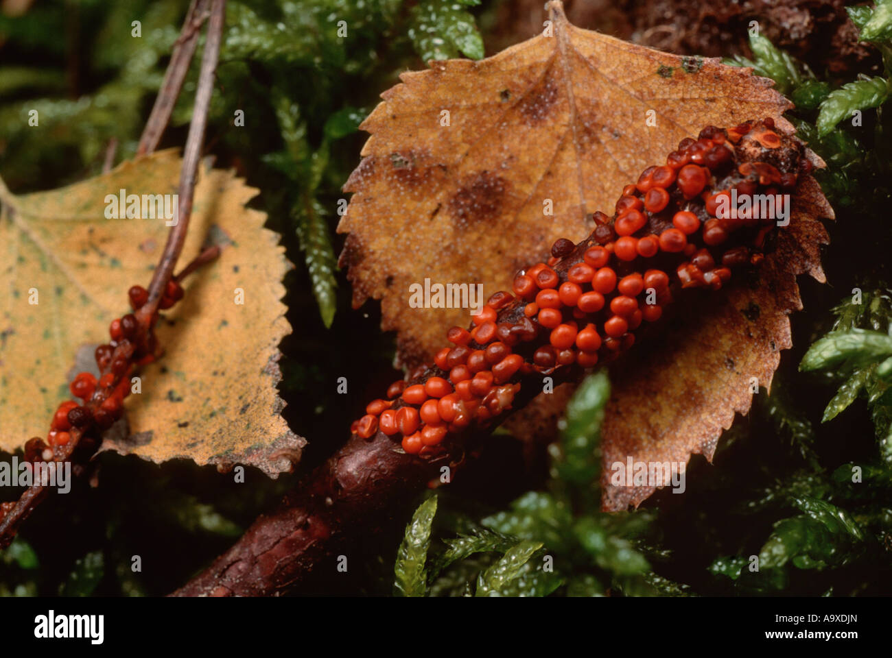 flask fungi (Nectria sanguinea), fruiting bodies, Germany Stock Photo