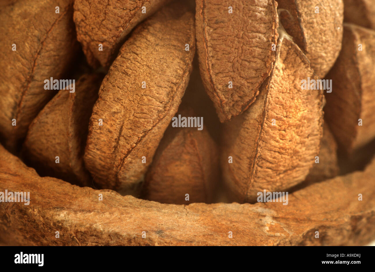 Brazil nut, butter nut, cream nut, para nut (Bertholletia excelsa), capsule with fruits Stock Photo