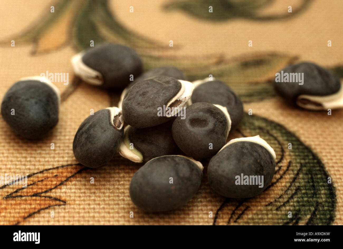 hyacinth bean (Dolichos lablab), fruits Stock Photo
