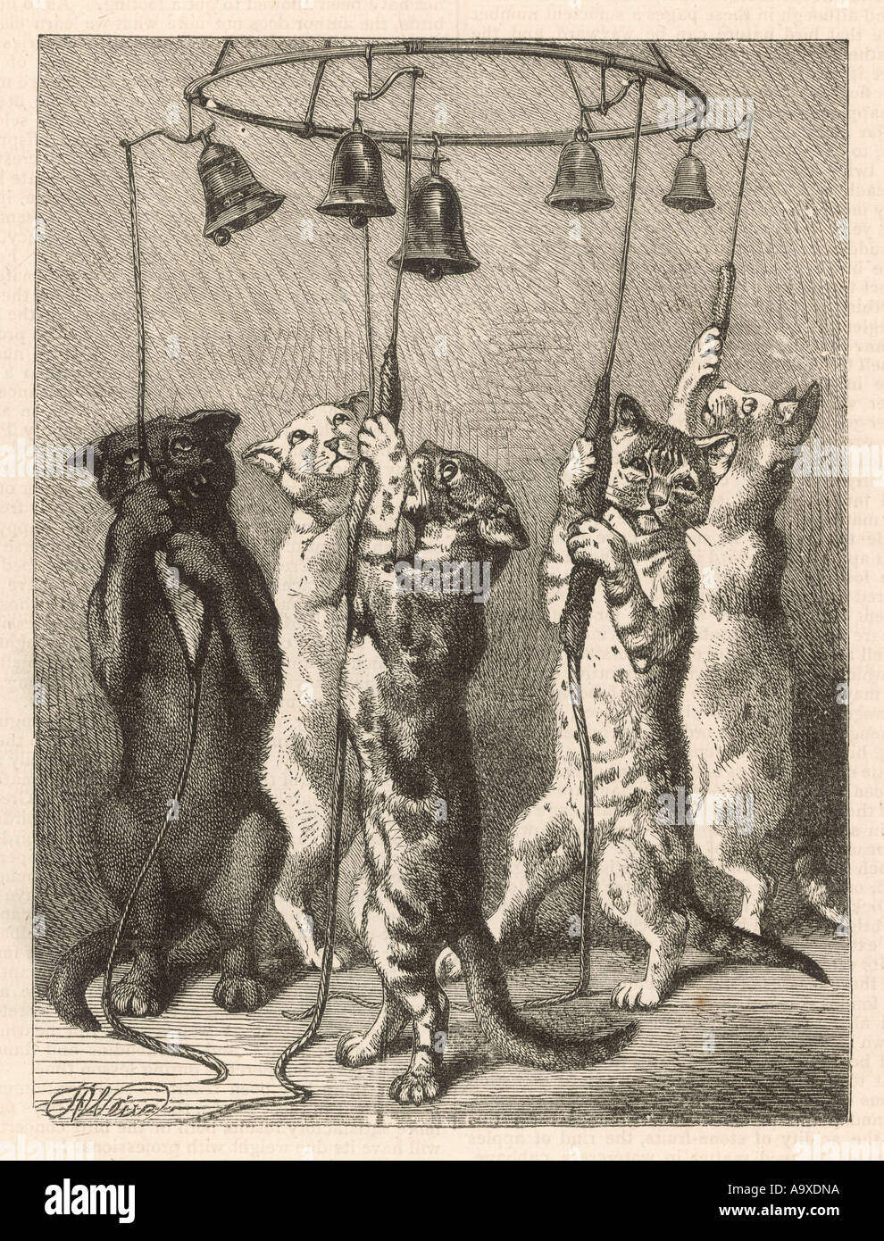 Feline Bell Ringers 1875 Stock Photo