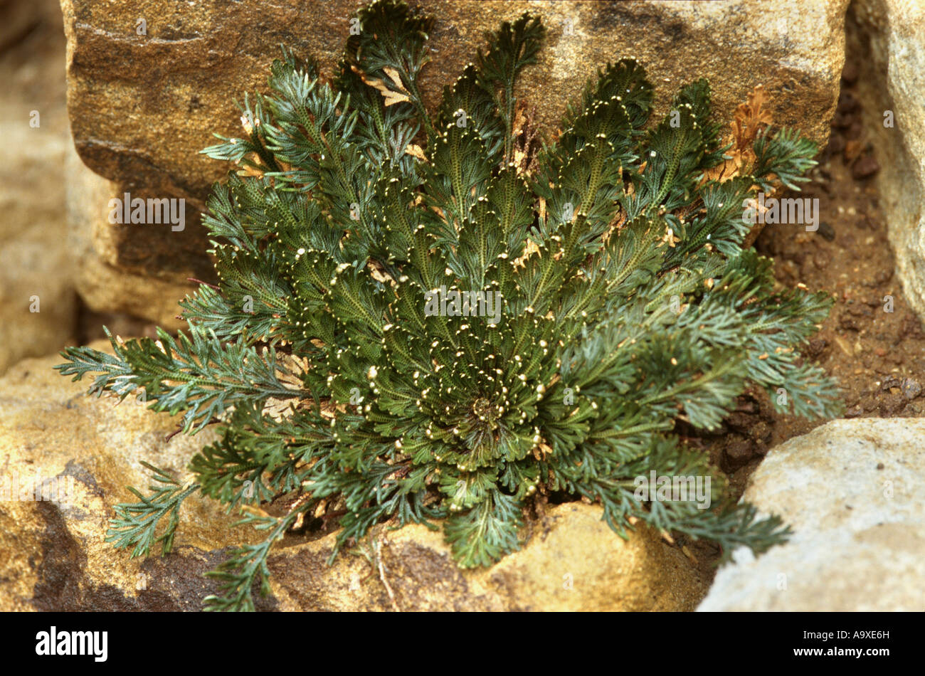 Resurrection Plant, Rose-of-Jericho, Peru Farnmoss (Selaginella lepidophylla), plant in wet condition Stock Photo