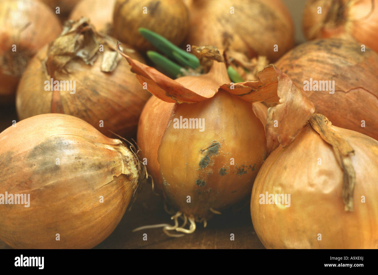 onion disease fungi (Botrytis allii), on onions Stock Photo