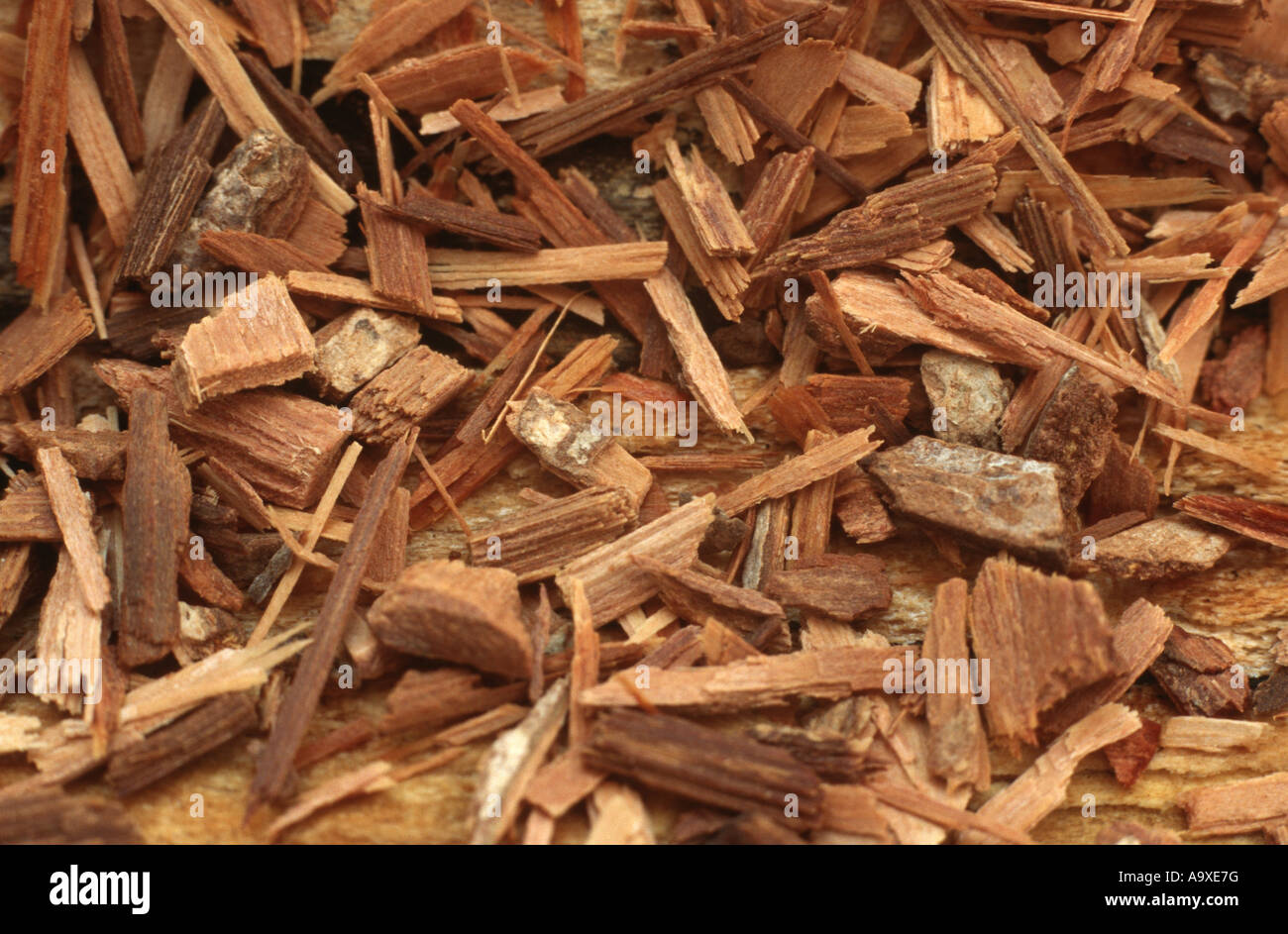 catuaba (Erythroxylon catuaba), bark Stock Photo