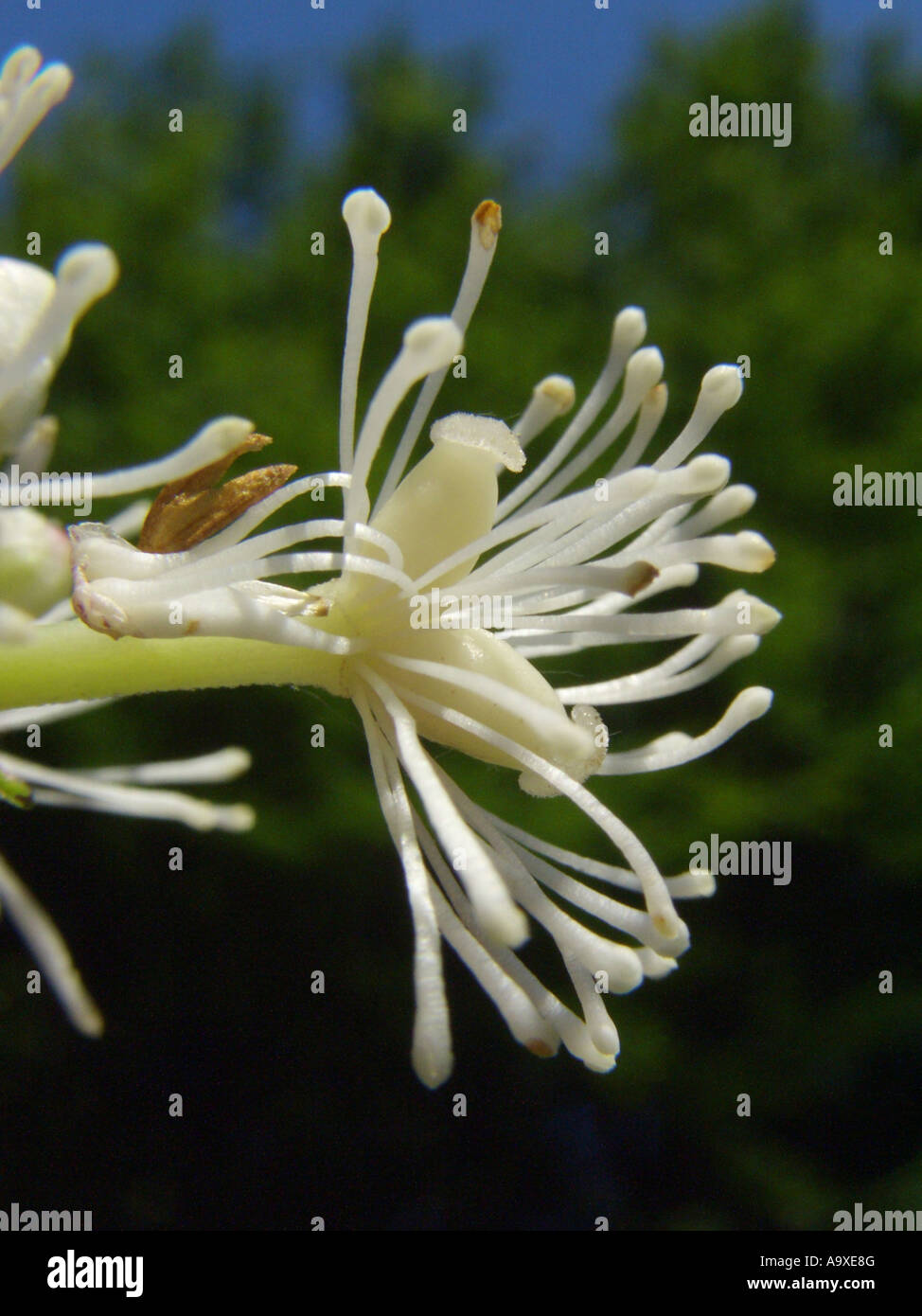 baneberry (Actaea spicata), flower Stock Photo