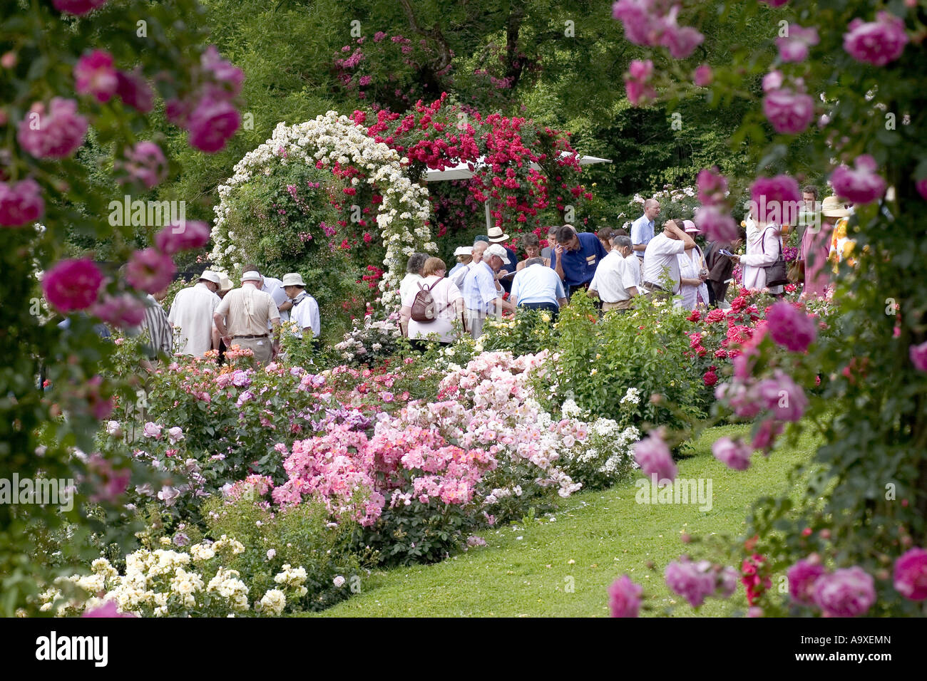 Jury during the evaluation in the rose garden, Germany, Baden-Wuerttemberg, Baden-Baden Stock Photo