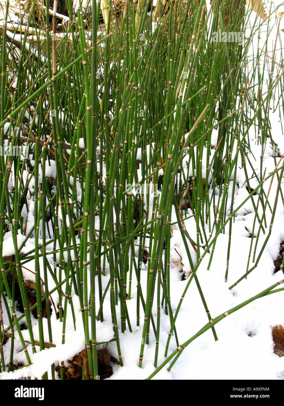 rough horsetail, scouring-rush (Equisetum hyemale), sprouts in winter with snow Stock Photo