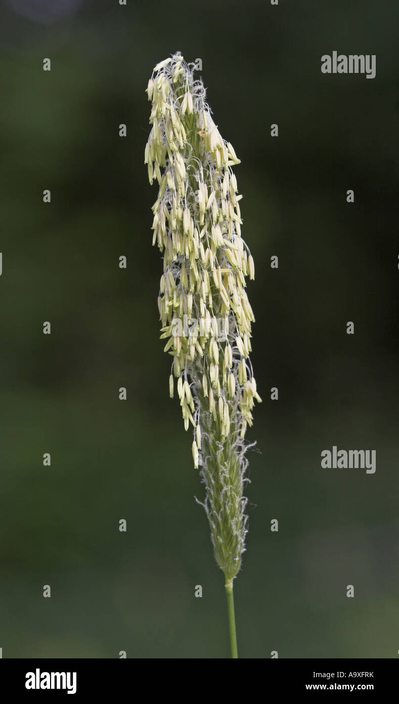 meadow foxtail grass (Alopecurus pratensis), blooming Stock Photo