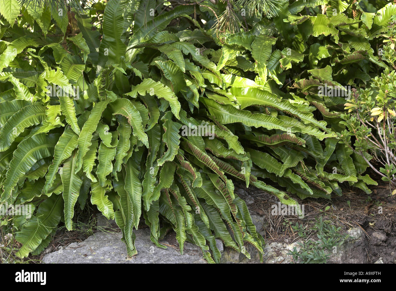 hart's tongue, European harts-tongue fern (Asplenium scolopendrium, Phyllitis scolopendrium), fertile fronds with spores Stock Photo