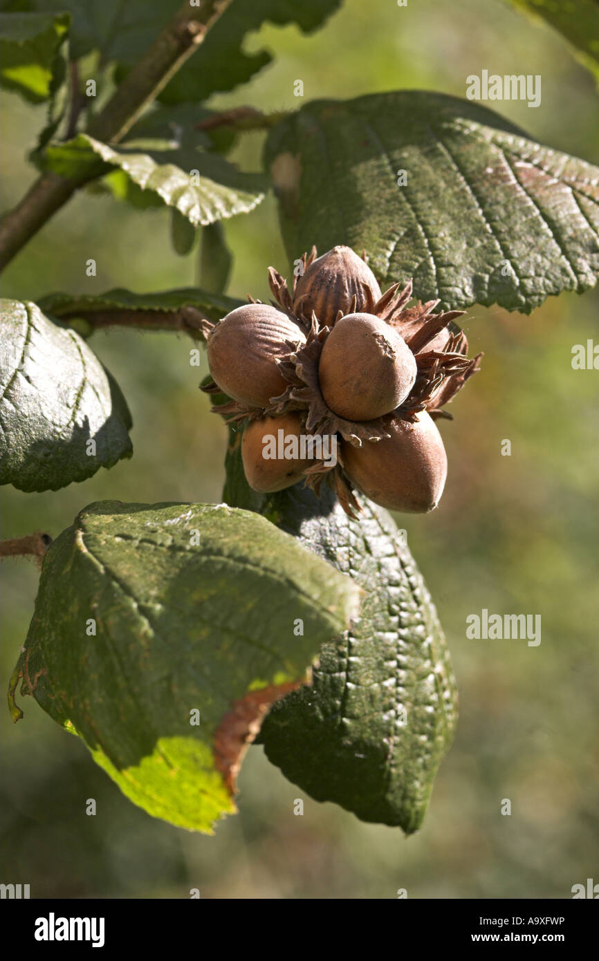 common hazel (Corylus avellana), mature fruits Stock Photo