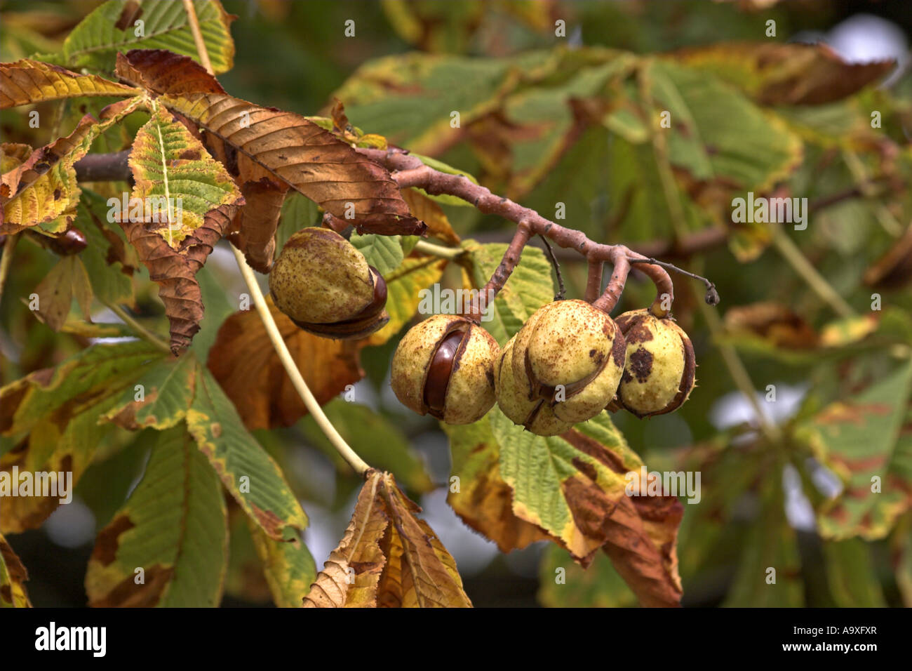 Indian horse chestnut tree hires stock photography and images Alamy