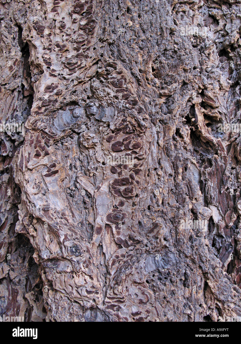 Douglas fir (Pseudotsuga menziesii), bark Stock Photo