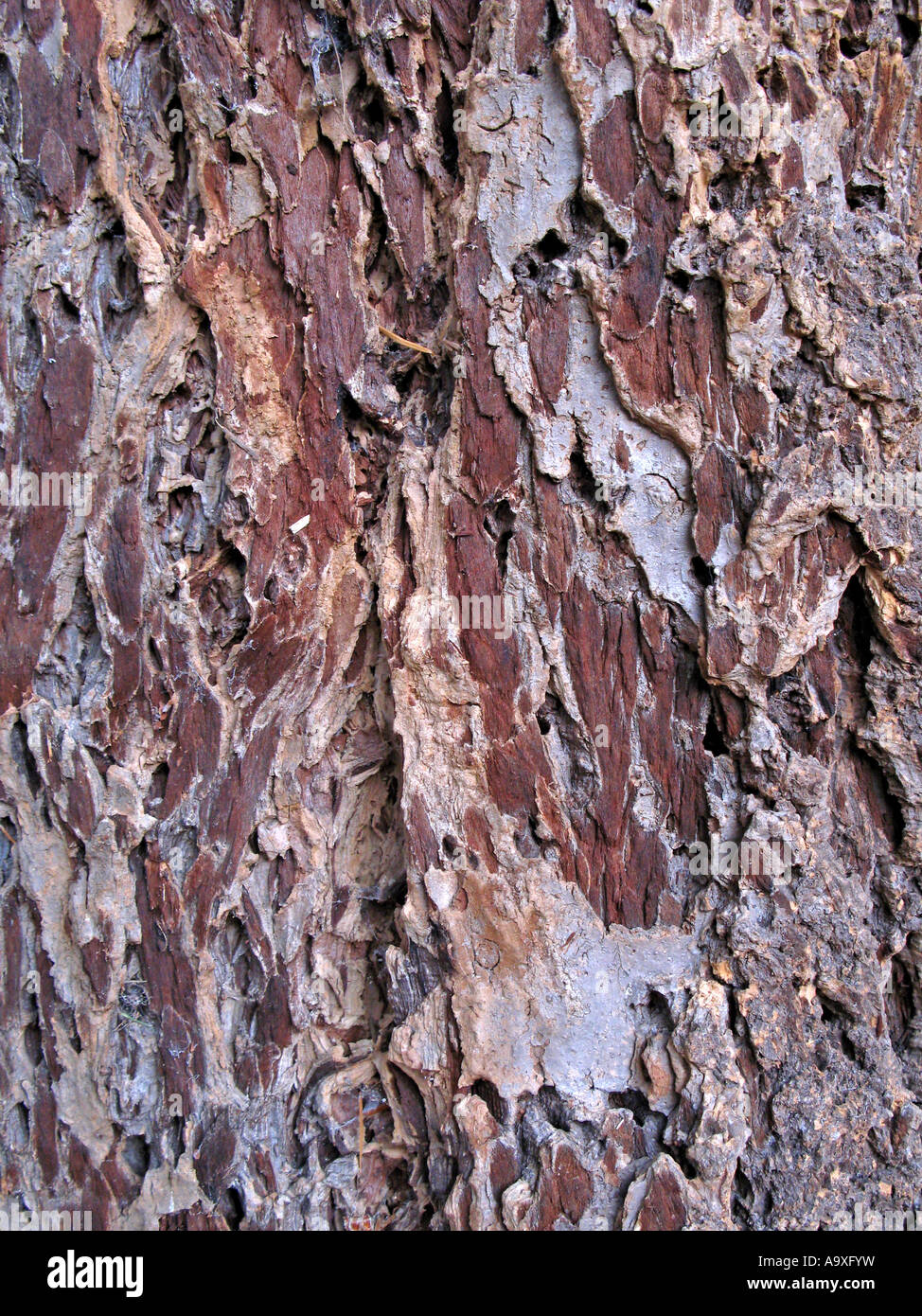 Douglas fir (Pseudotsuga menziesii), bark Stock Photo