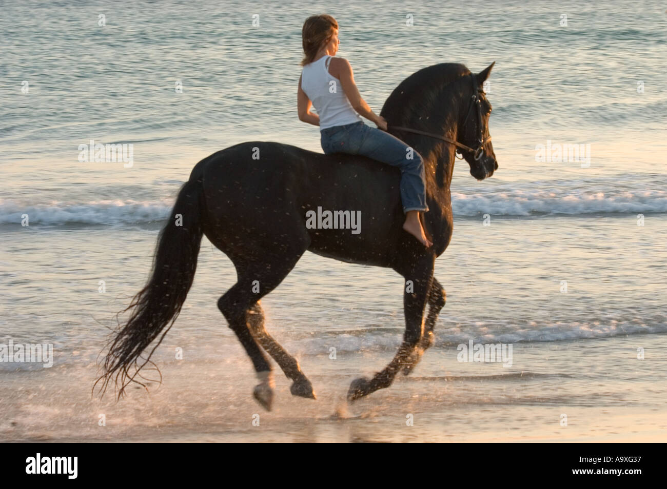 woman horse riding on the beach Stock Photo - Alamy