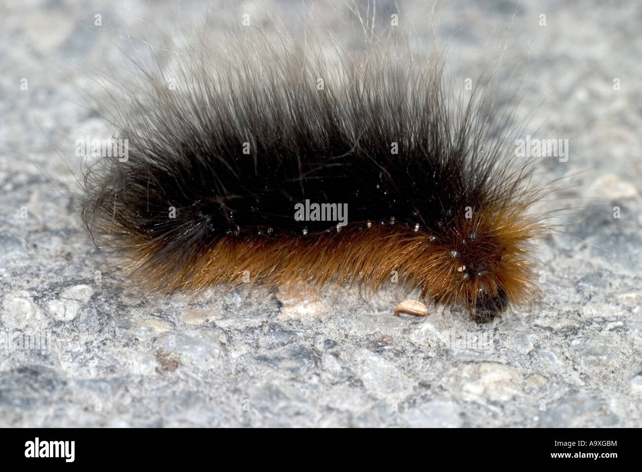 Garden tiger arctia caja moth hi-res stock photography and images - Alamy