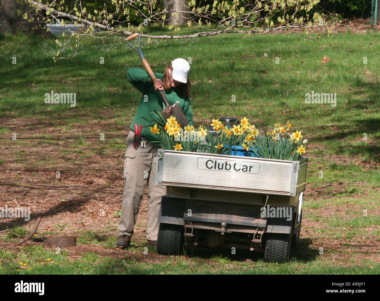 A garden worker with a cart full of daffodils. Stock Photo