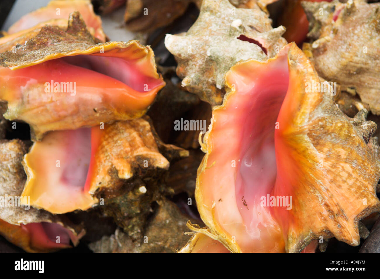 Fresh caught conchs in shells ready to remove the meat Stock Photo Alamy