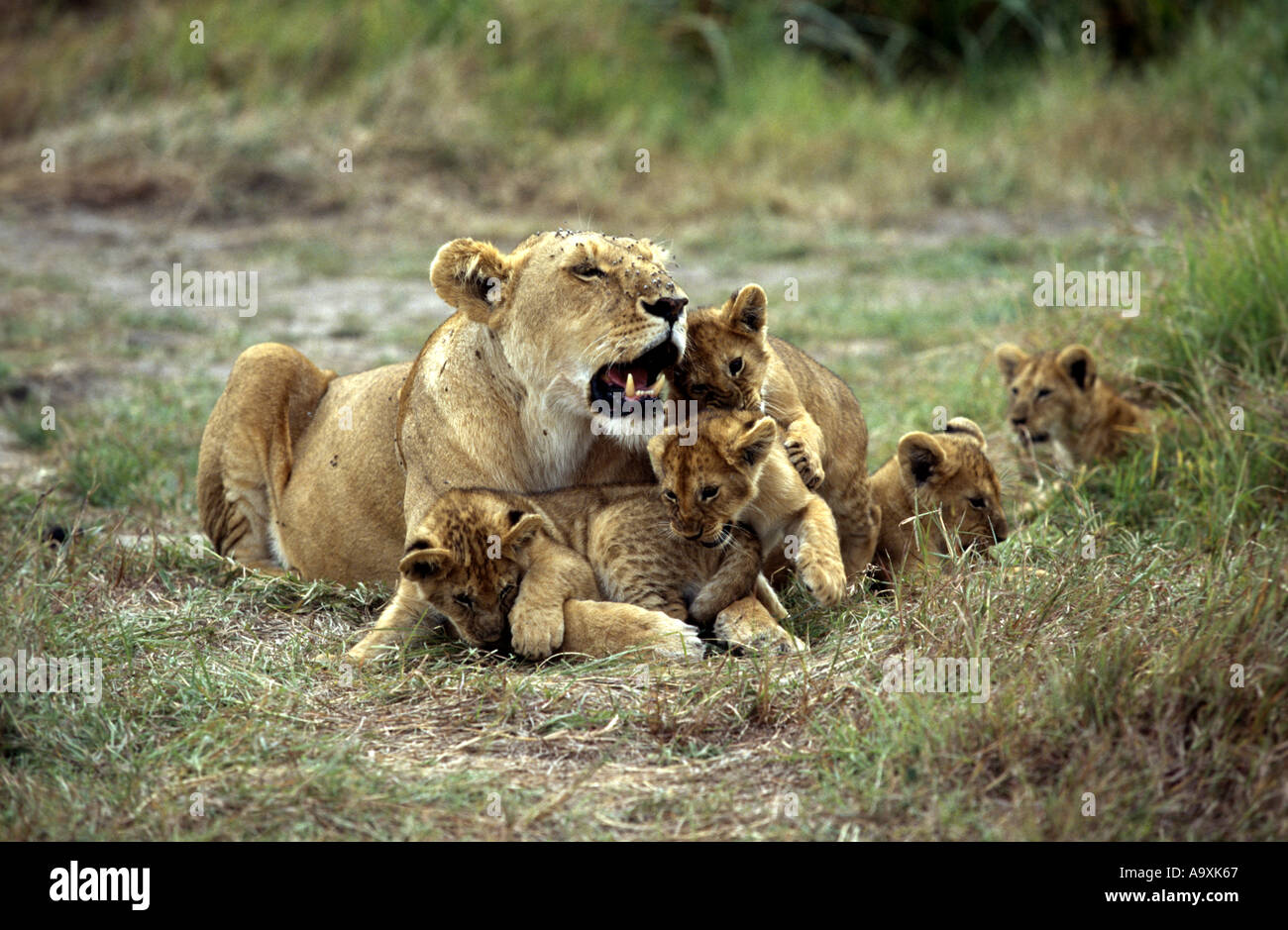 lion (Panthera leo), lioness with lion cubs, Kenya, Masai Mara National Reserve, Nov 01. Stock Photo