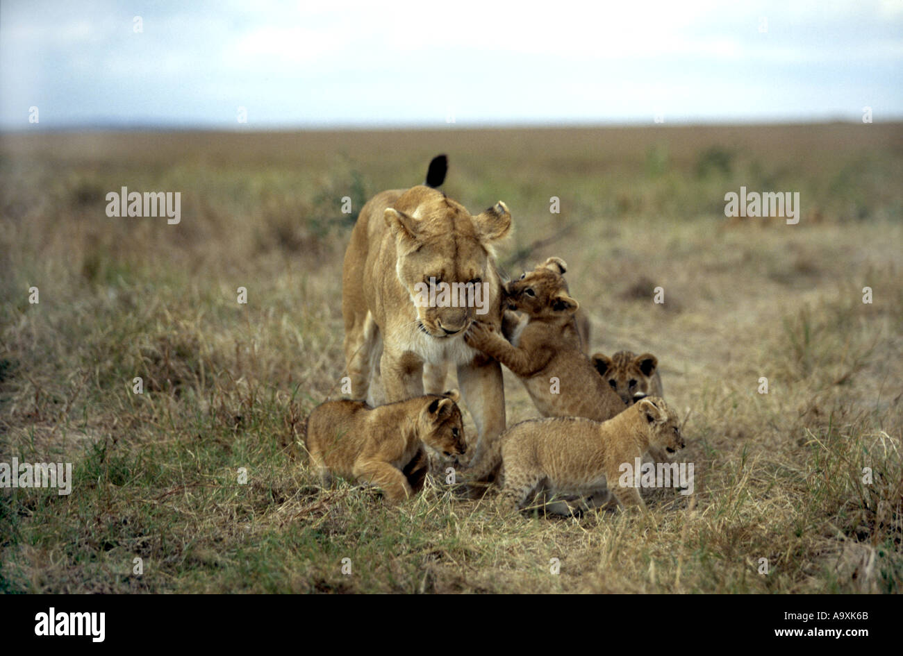 lion (Panthera leo), lioness with lion cubs, Kenya, Masai Mara National Reserve, Nov01. Stock Photo
