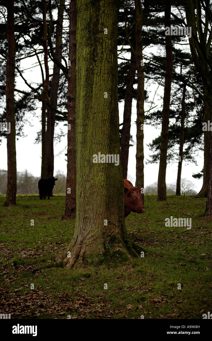 Cow hiding behind a tree in woods Stock Photo