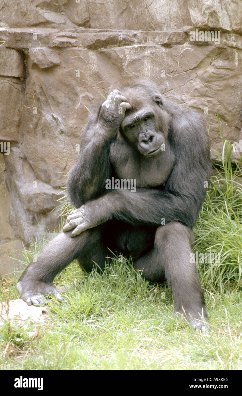 lowland gorilla (Gorilla gorilla gorilla), sitting and scratching at head,  USA Stock Photo - Alamy