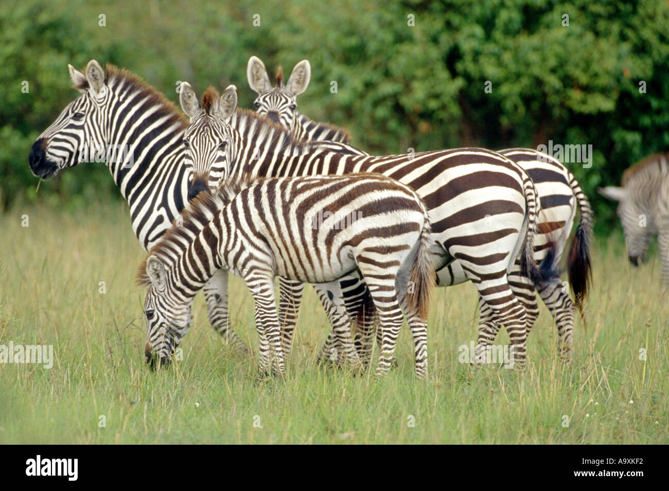 Boehm s Zebra Grant s Zebra Common Zebra Equus Quagga Boehmi Herd 