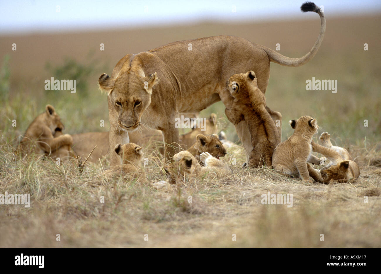 African lion (Panthera leo), lioness with lion cubs, resting, Kenya, Masai Mara National Reserve, Nov.01. Stock Photo