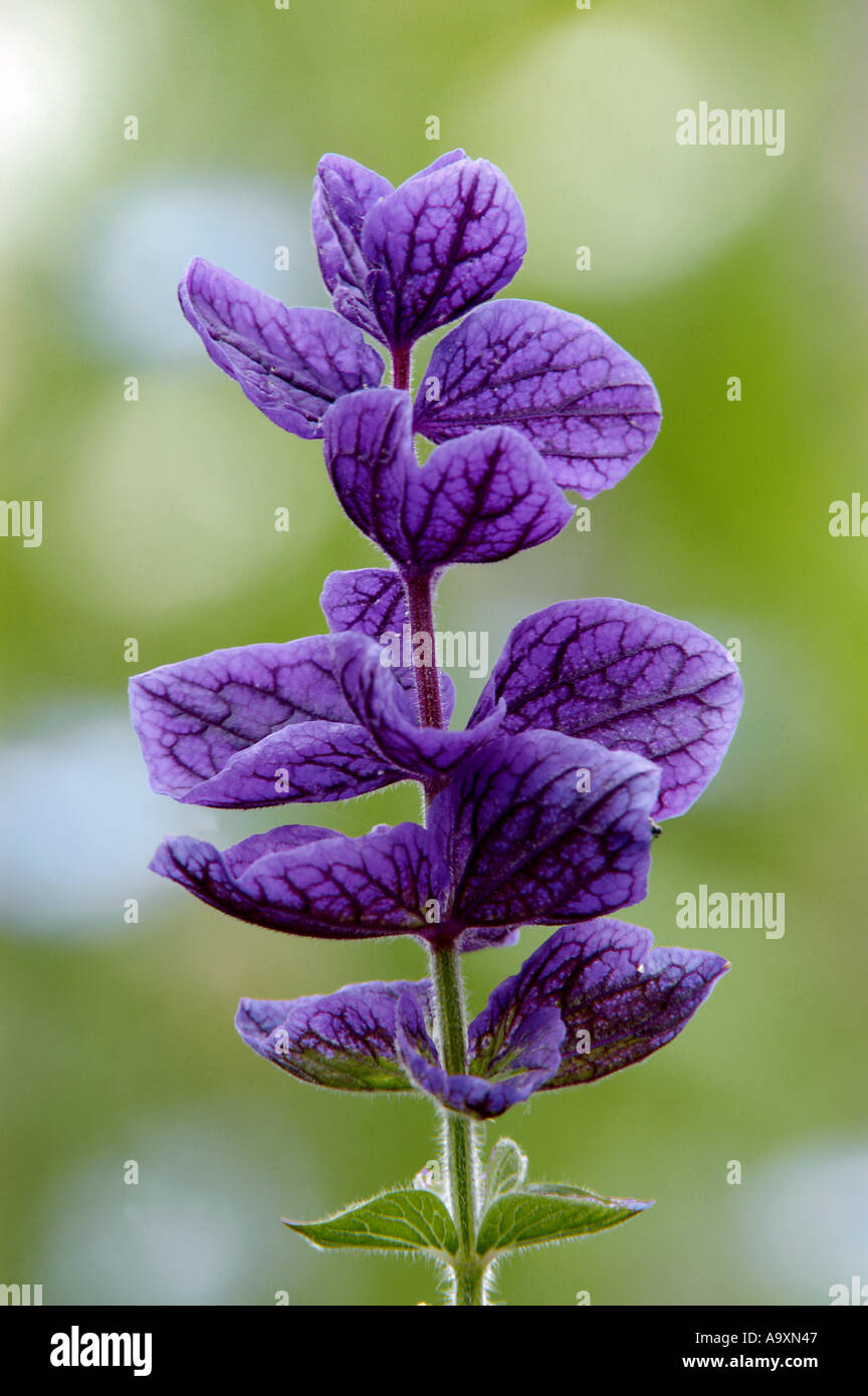 red-topped sage, annual sage, bluebeard, painted sage, salvia bluebeard, wild clary (Salvia viridis, Salvia horminum), inflores Stock Photo