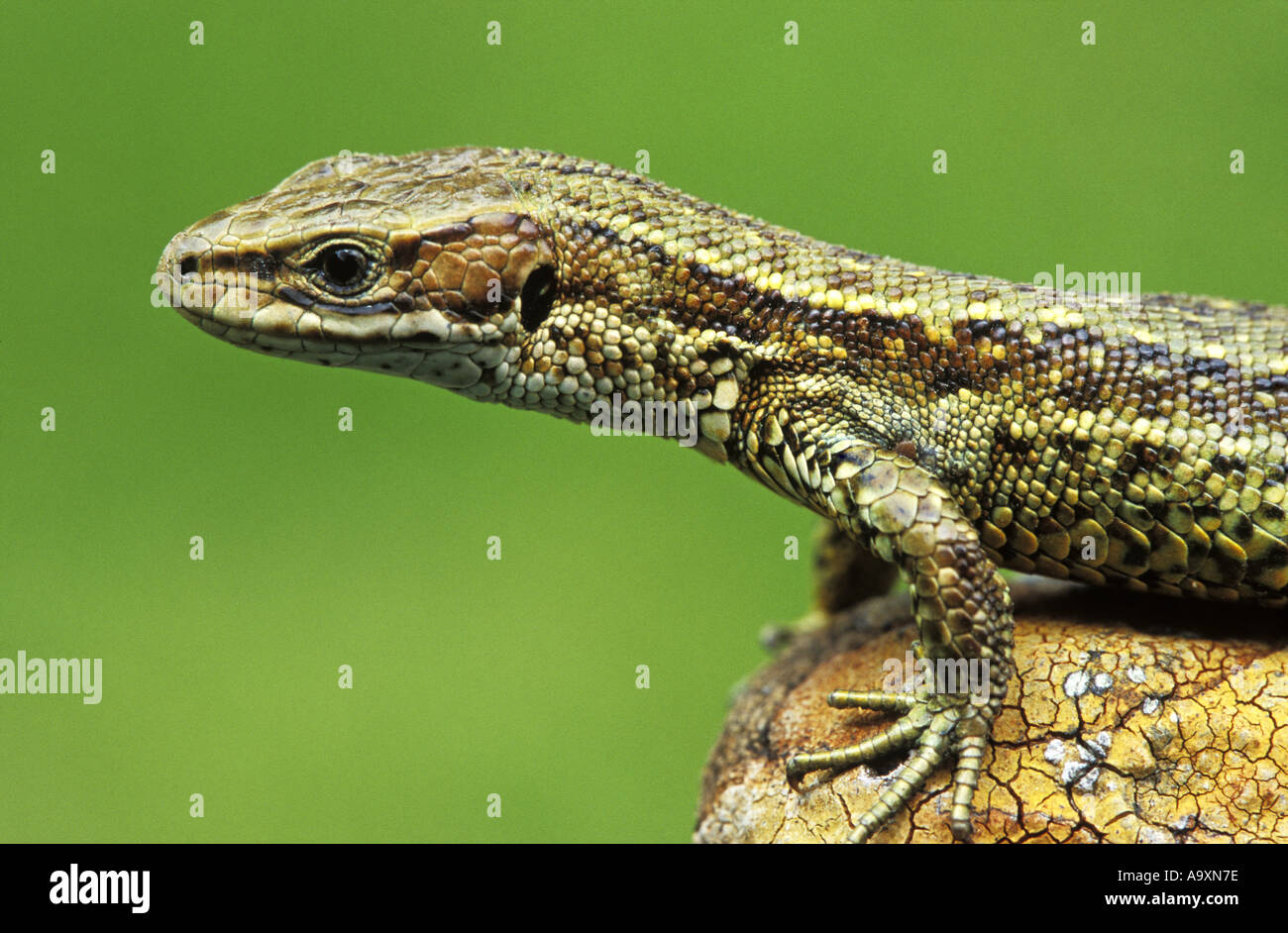 Лягушка травяная ящерица живородящая. Viviparous Lizard. Common Lizard. Ящерица и ЯЩЕРЯТА.