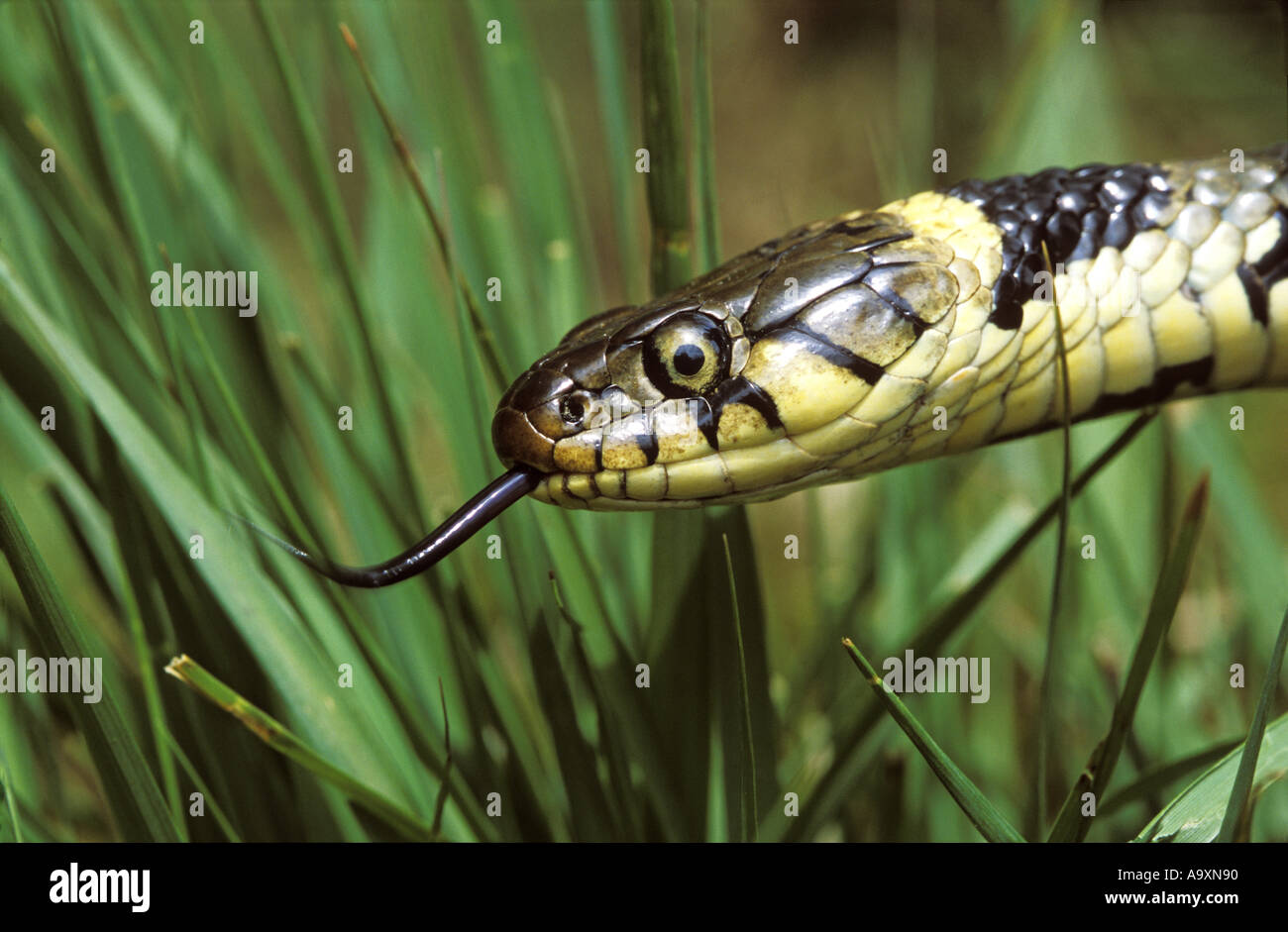 grass snake (Natrix natrix), portrait, with tongue out, United Kingdom
