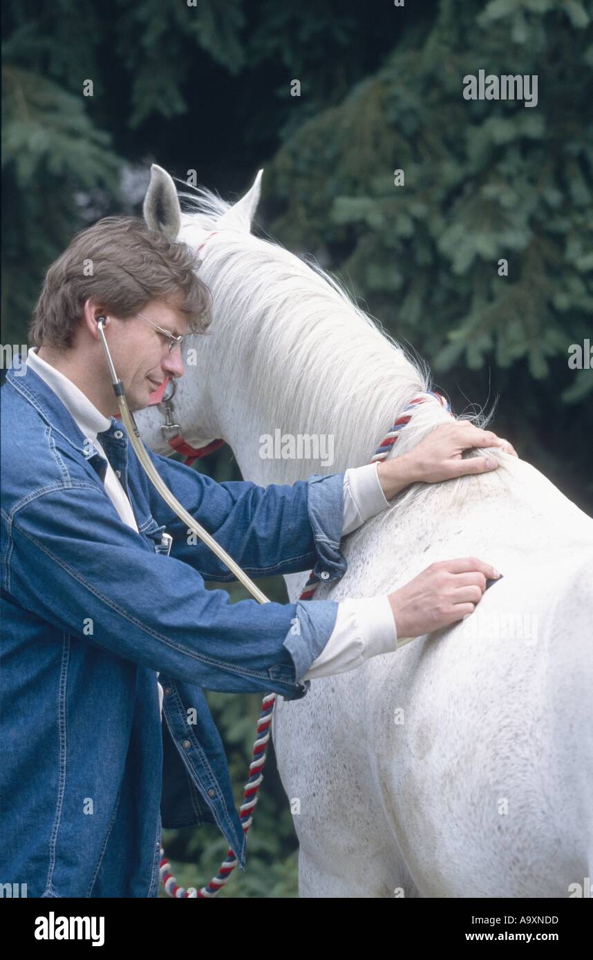 Vetenerian examining horse hi-res stock photography and images - Alamy