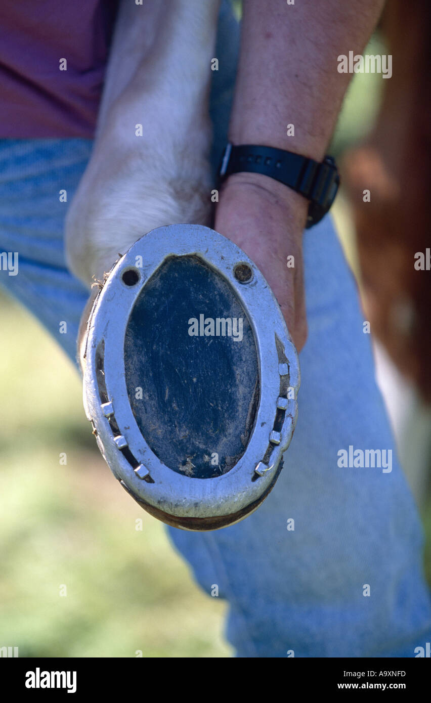 horse hoof fitted with closed iron Stock Photo Alamy