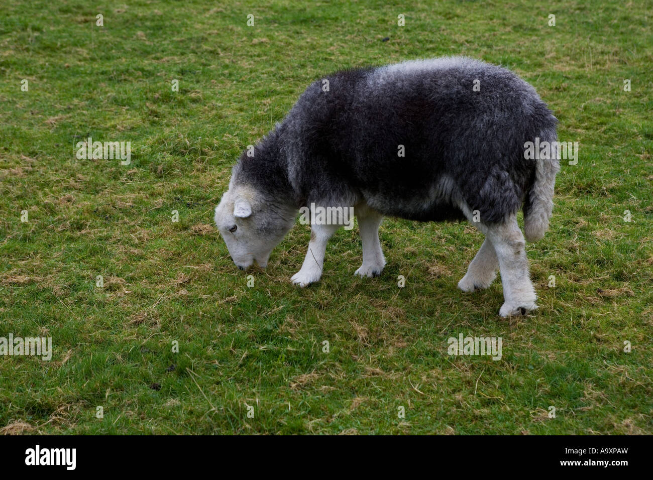 Grazing Sheep, Rosthwaite, Lake District, Cumbria, England, UK Stock Photo