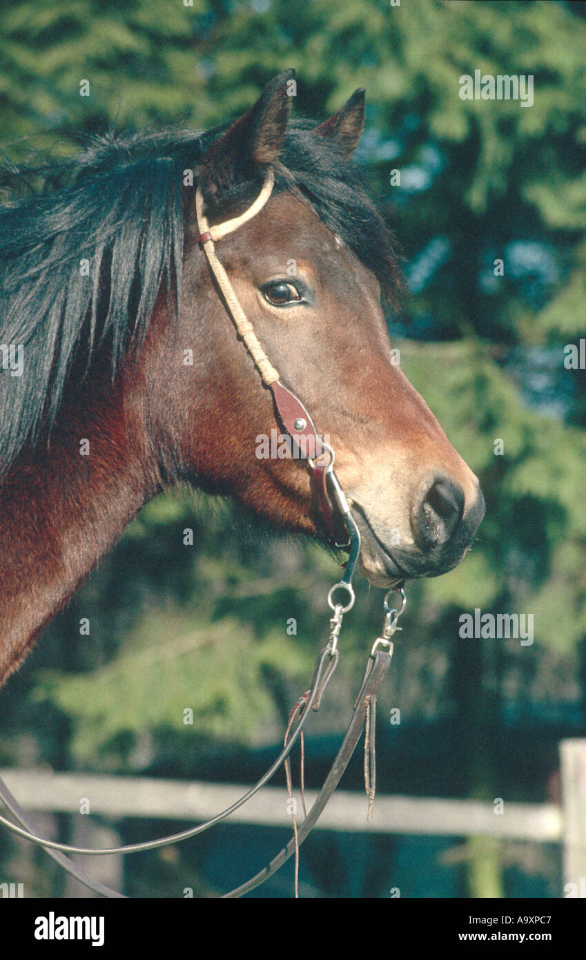 Scissors Thoroughbred Horse Profile - Next Race, Form, Stats, News,  Breeding