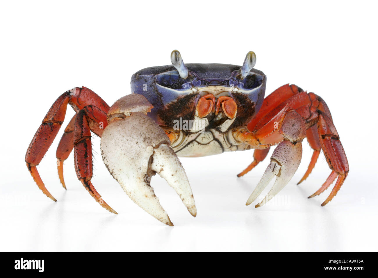 rainbow crab, West African rainbow crab (Cardisoma armatum). Stock Photo