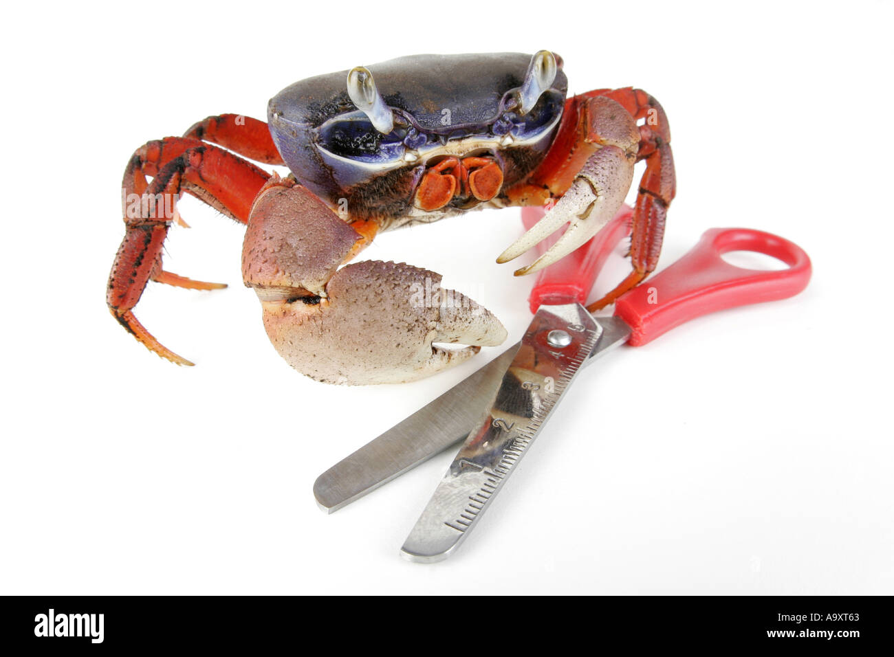 rainbow crab, West African rainbow crab (Cardisoma armatum), with scissor. Stock Photo