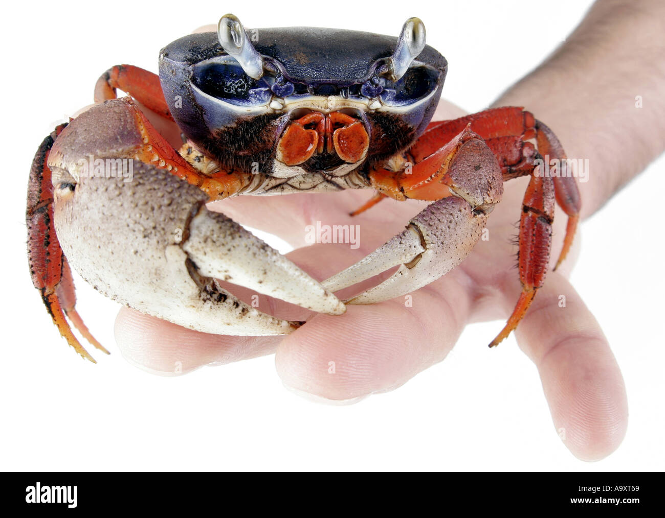 rainbow crab, West African rainbow crab (Cardisoma armatum), in hand. Stock Photo