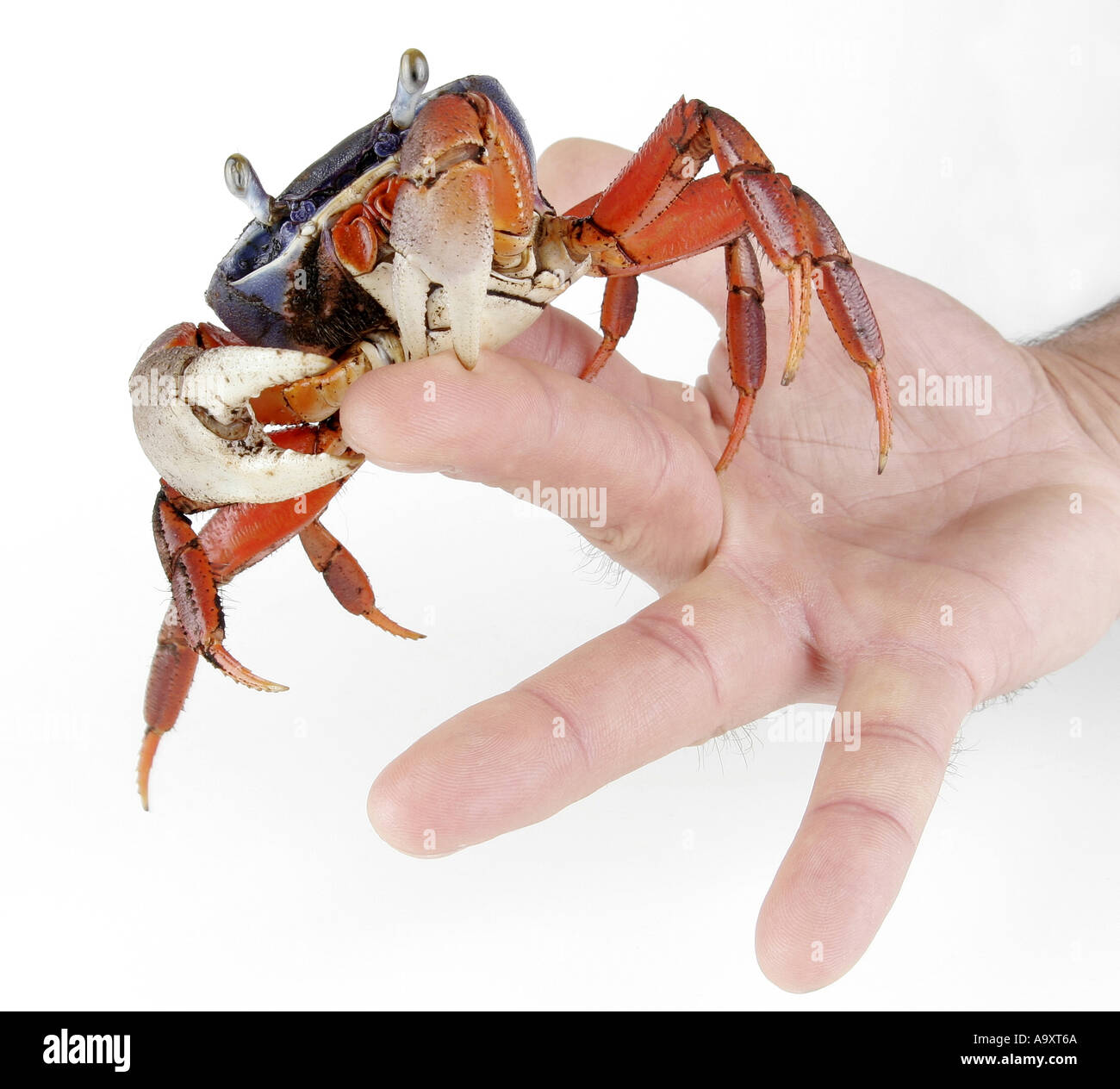 rainbow crab, West African rainbow crab (Cardisoma armatum), in hand, tweaking finger. Stock Photo