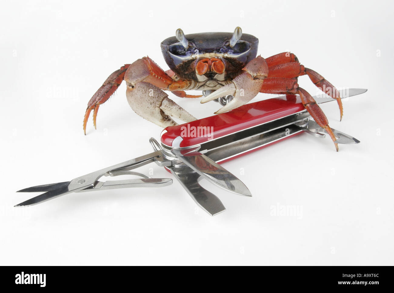 rainbow crab, West African rainbow crab (Cardisoma armatum), with multi tool. Stock Photo