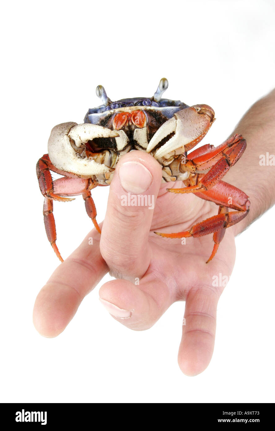 rainbow crab, West African rainbow crab (Cardisoma armatum), in hand, tweaking finger. Stock Photo