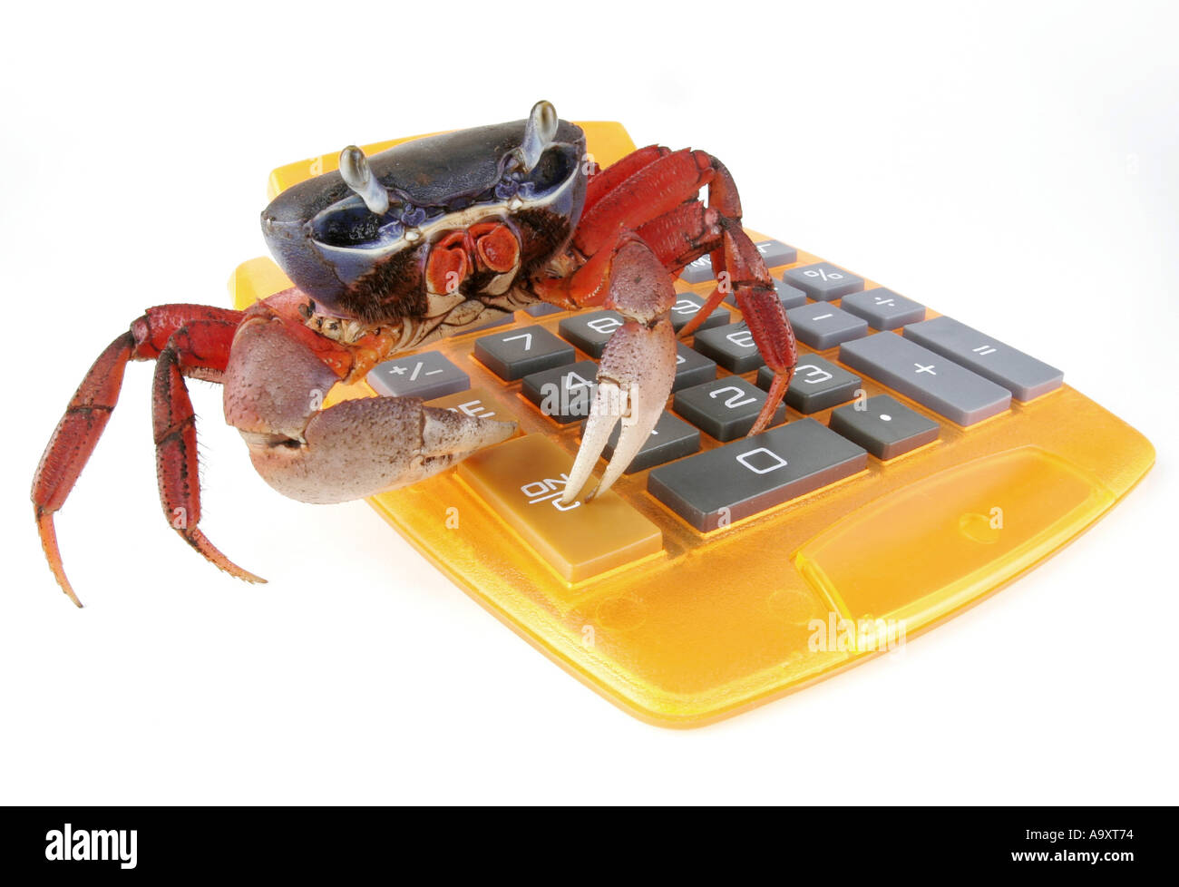 rainbow crab, West African rainbow crab (Cardisoma armatum), with pocket calculator. Stock Photo