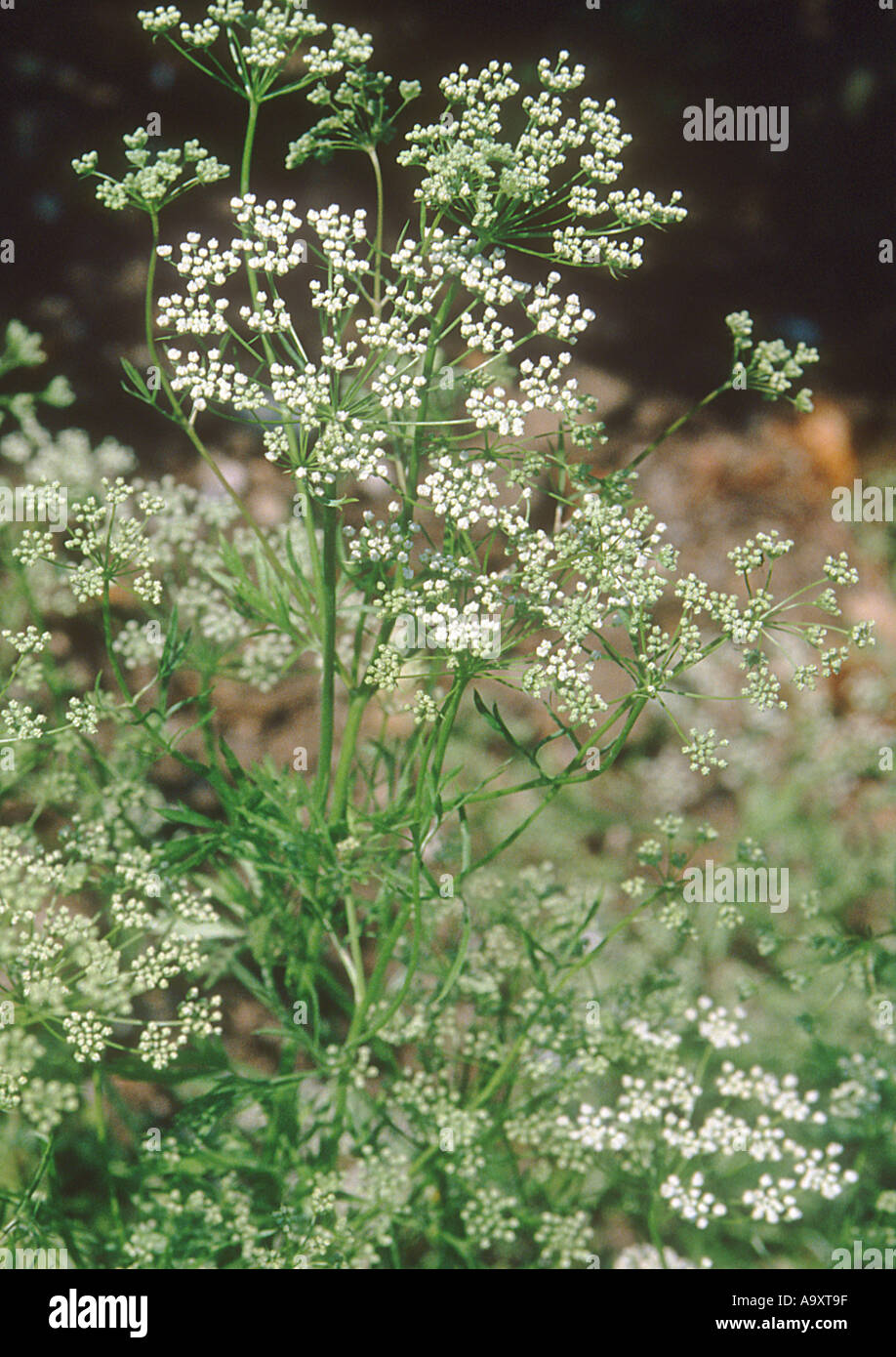 anise (Pimpinella anisum), blooming Stock Photo