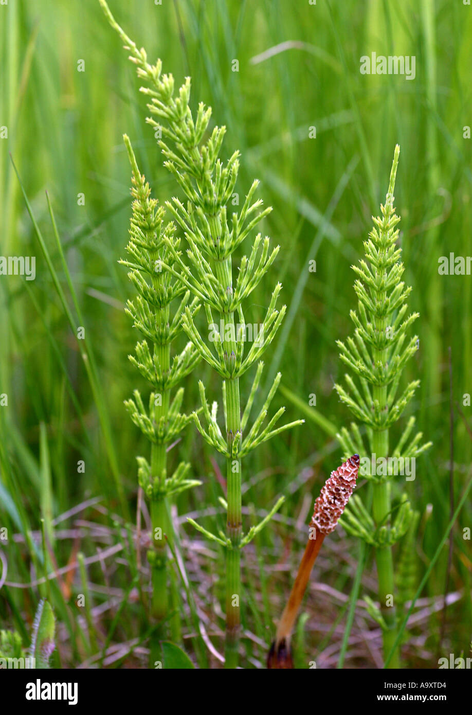 field horsetail (Equisetum arvense), fertile and vegetative sprouts