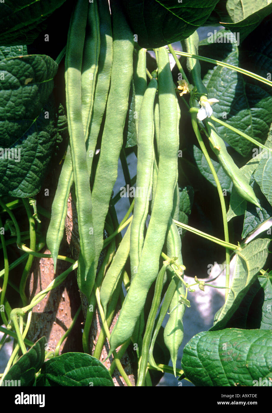 pole bean (Phaseolus vulgaris var. vulgaris), fruit, pods. Stock Photo