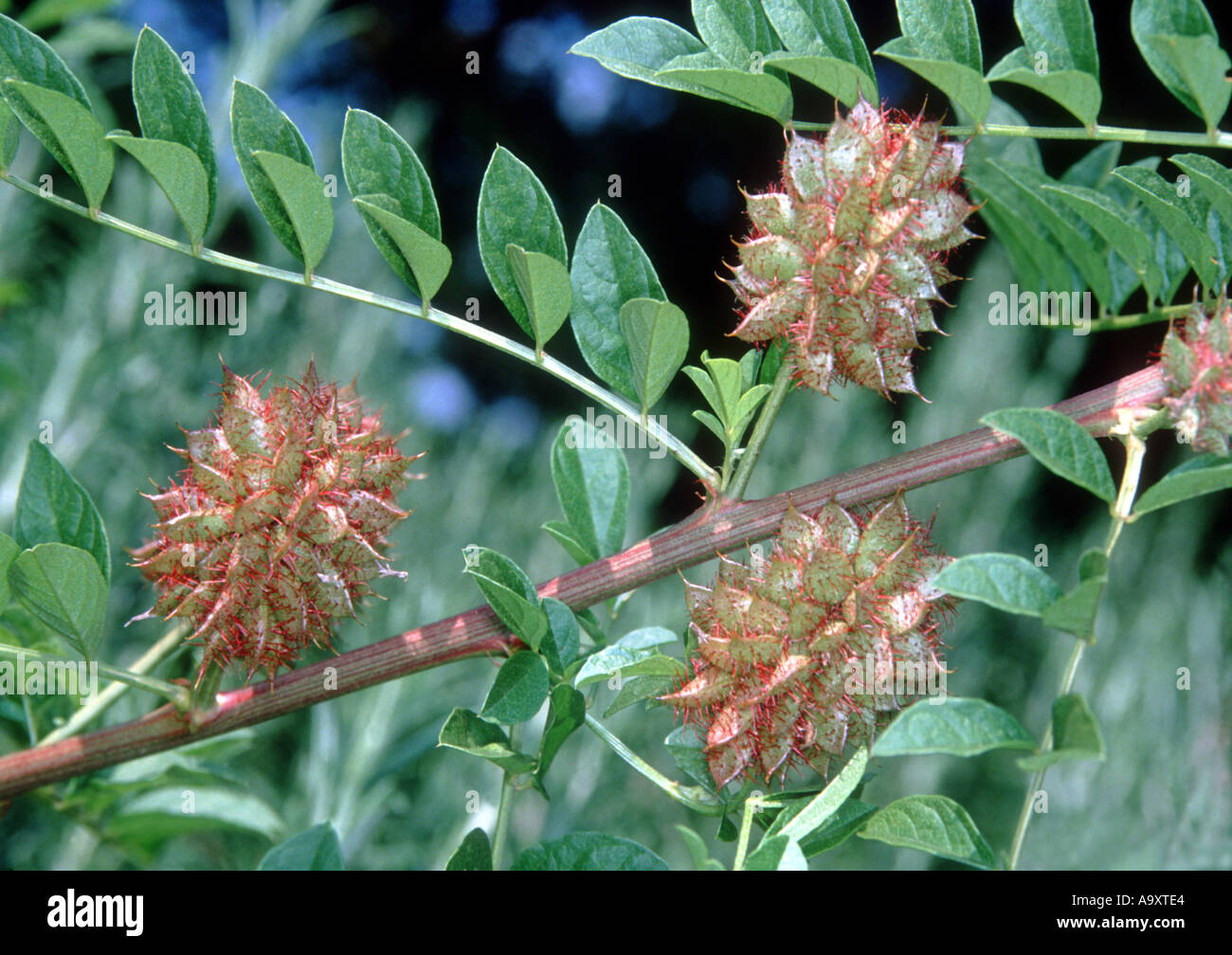 common liquorice, cultivated licorice, licorice, liquorice, sweet licorice, sweet wood, true