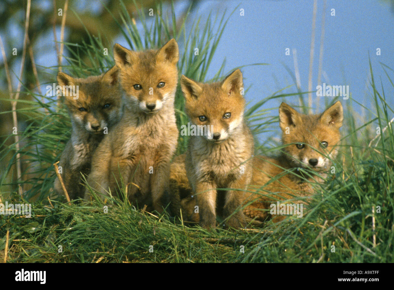 red fox (Vulpes vulpes), five fox puppies, Germany, Baden-Wuerttemberg, May  99 Stock Photo - Alamy