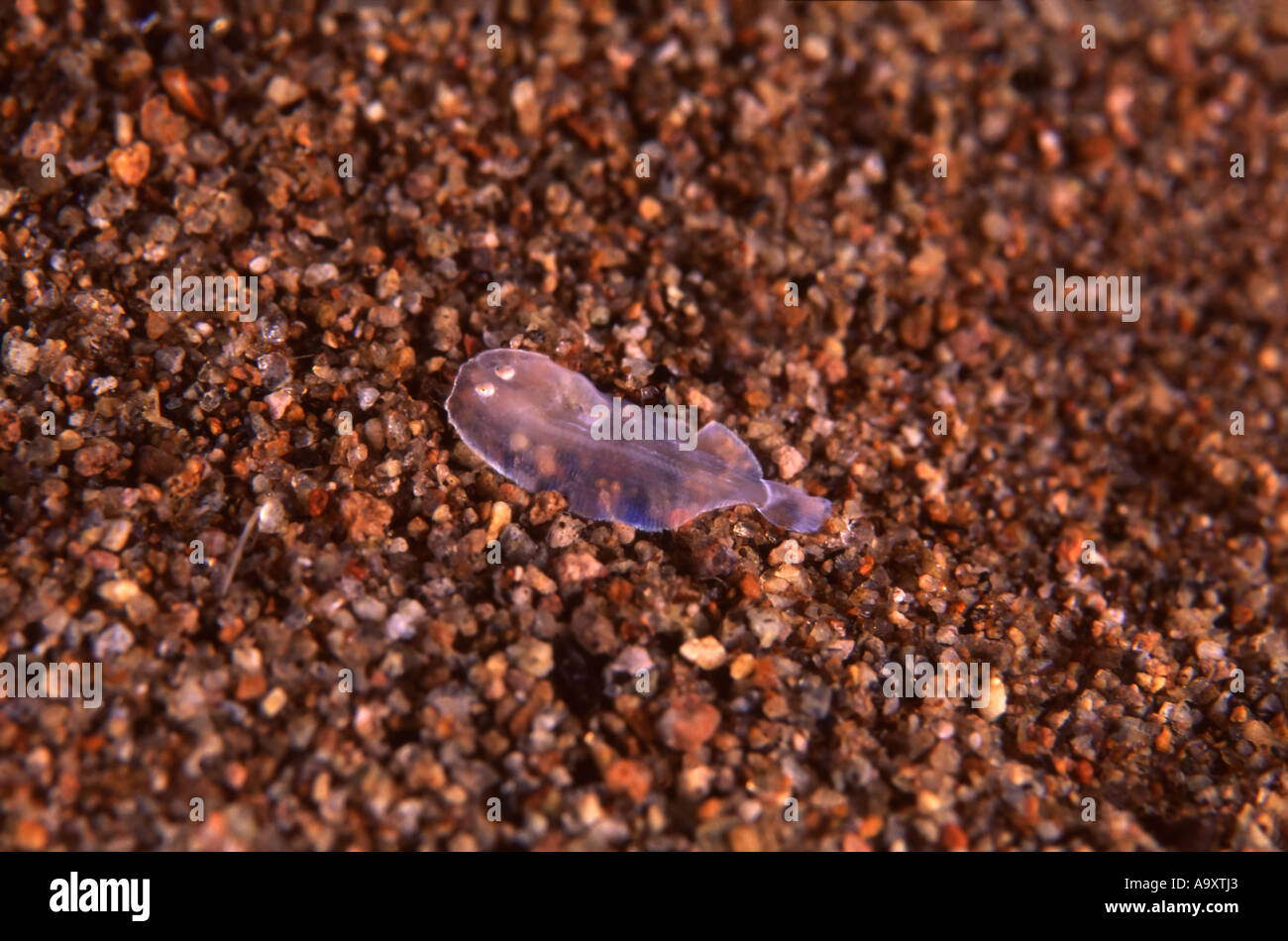 Juvenile flounder hires stock photography and images Alamy