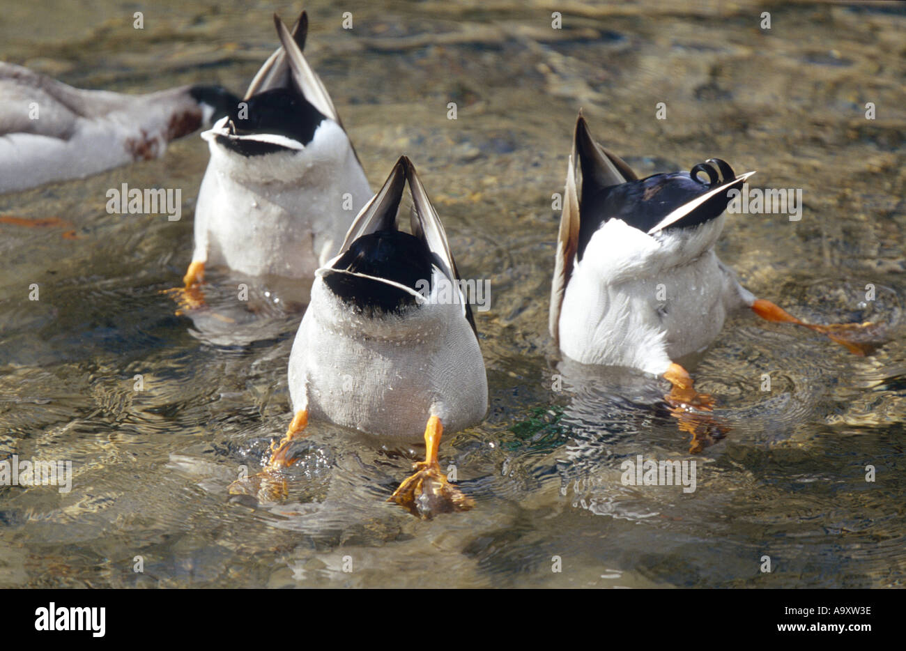 mallard (Anas platyrhynchos), three dabbling ducks, tails up in the water, Germany, Saxony Stock Photo