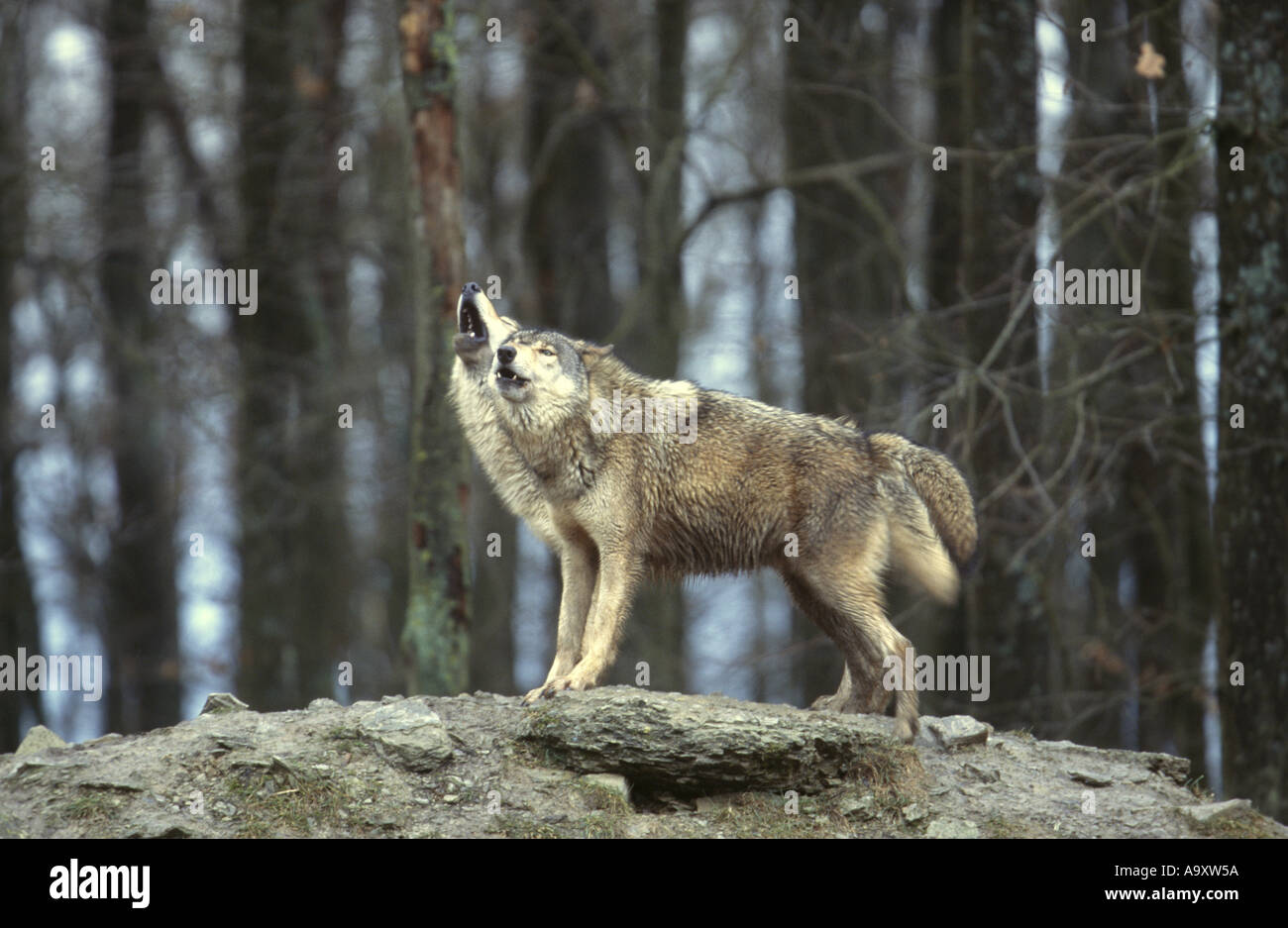 Howling wolf hi-res stock photography and images - Page 3 - Alamy
