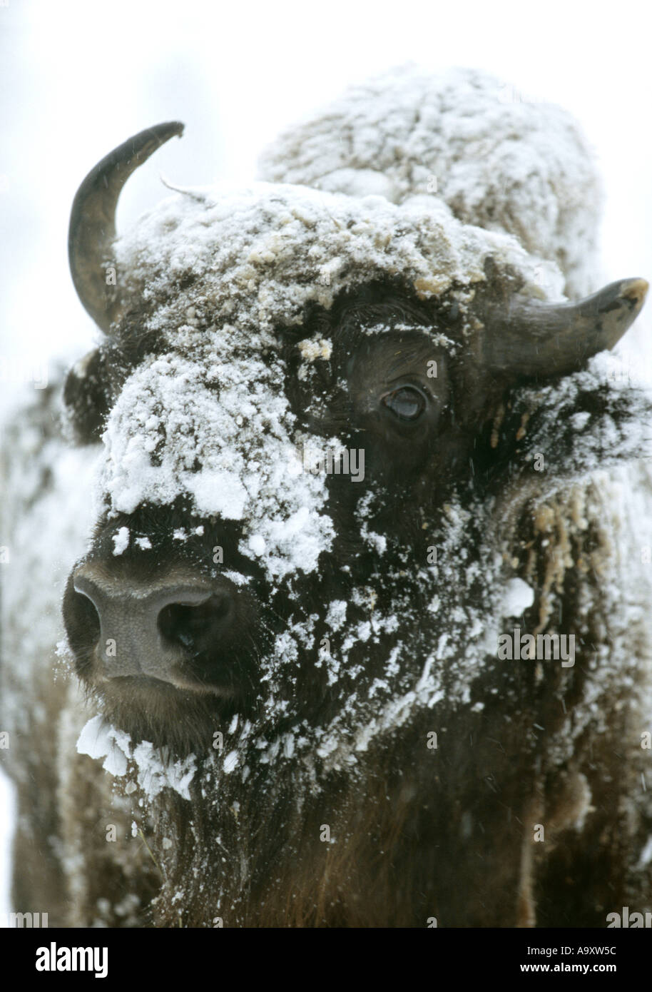 Fur covered with snow hi-res stock photography and images - Alamy